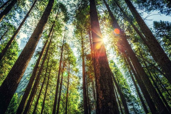 Why_being_around_trees_is_so_good_for_you