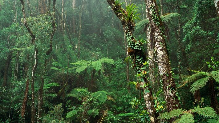 chainimage-tropical-forest-wallpapers-and-images-wallpapers-pictures-photos